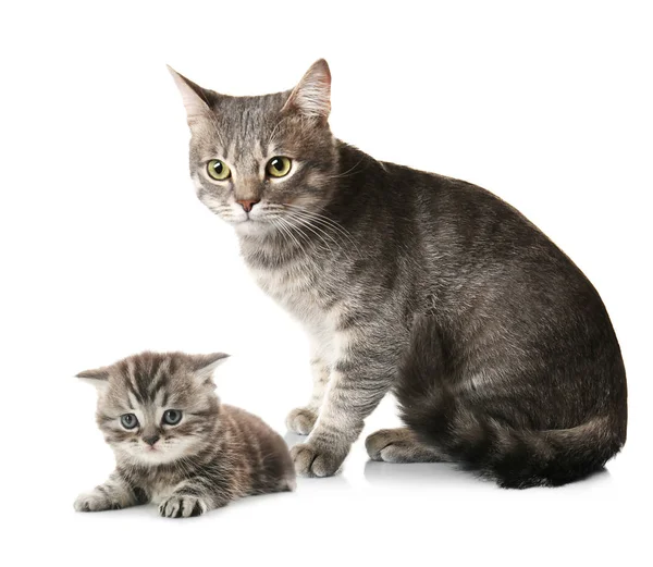 Cat and cute kitten on white — Stock Photo, Image