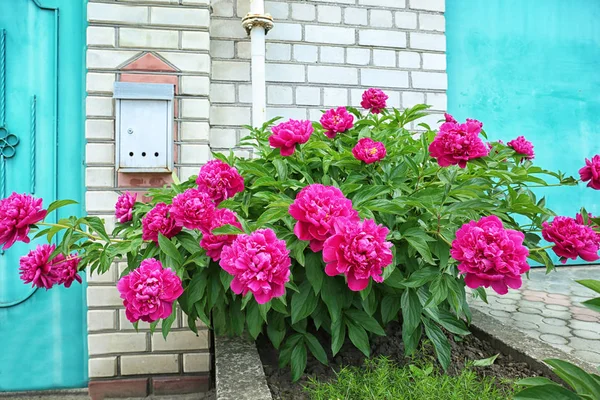 Flowerbed with beautiful peonies — Stock Photo, Image