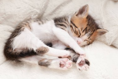 yumuşak ekose evde uyuyan kedi yavrusu