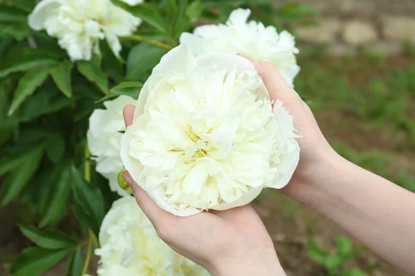 Mãos femininas segurar flor de peônia — Fotografia de Stock
