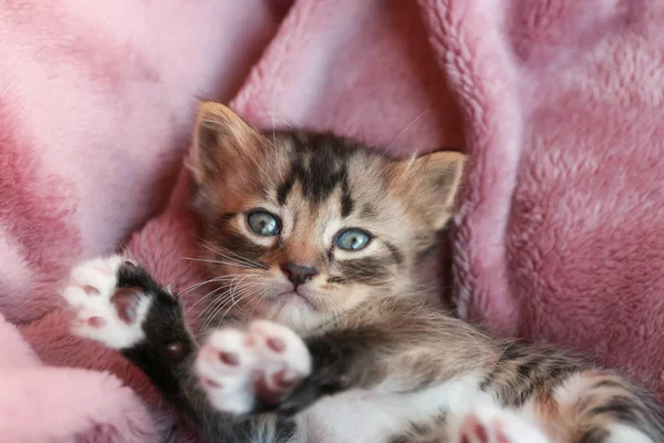 Chaton couché sur plaid doux à la maison — Photo