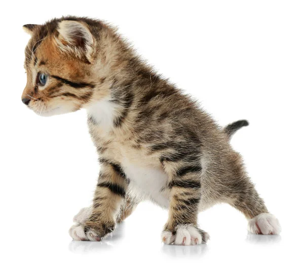 Gatinho sentado e olhando para o lado — Fotografia de Stock