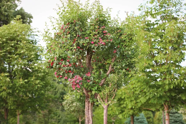 Fioritura vista sull'albero del giardino — Foto Stock