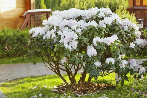 Floreciente rododendro arbusto en la luz del día — Foto de Stock