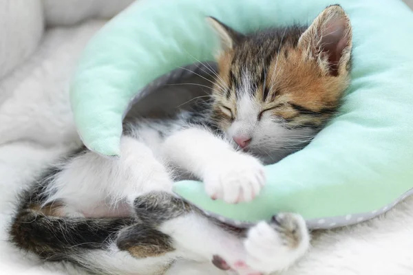 Kitten with pillow sleeping on soft plaid — Stock Photo, Image