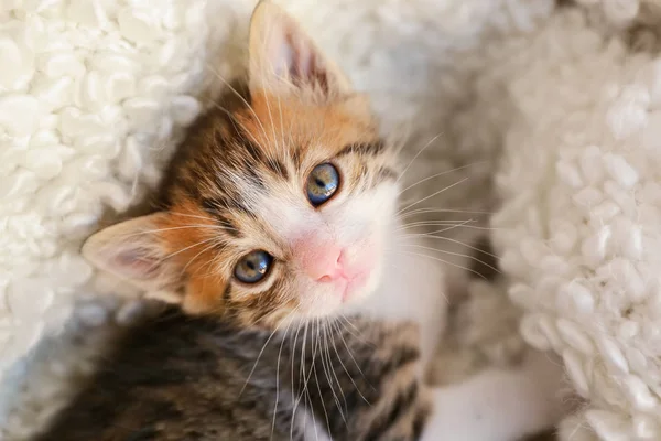 Aranyos kis cica, puha takaró otthon feküdt — Stock Fotó