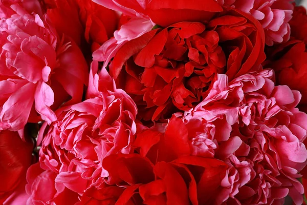 Bouquet of beautiful peonies, closeup — Stock Photo, Image