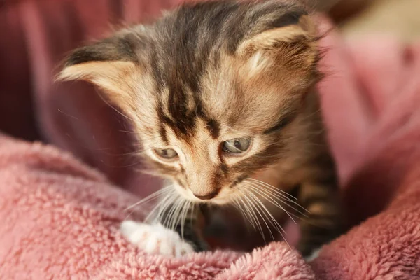 Kitten standing on soft plaid at home — Stock Photo, Image