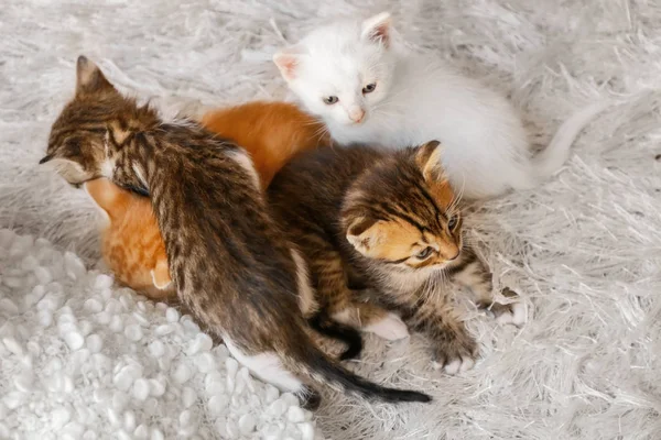 Gatinhos bonitos brincando no tapete peludo em casa — Fotografia de Stock