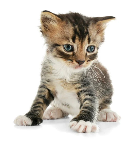 Kitten sitting and looking on the side — Stock Photo, Image