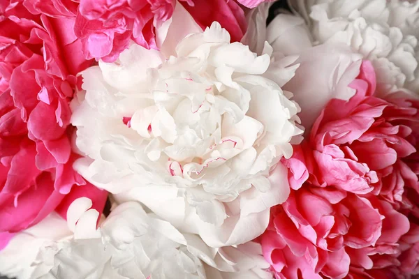 Bouquet di belle peonie, primo piano — Foto Stock