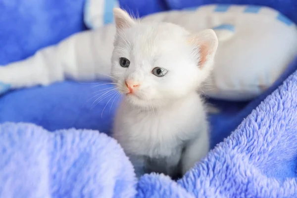 ソフト格子縞自宅のかわいい子猫 — ストック写真