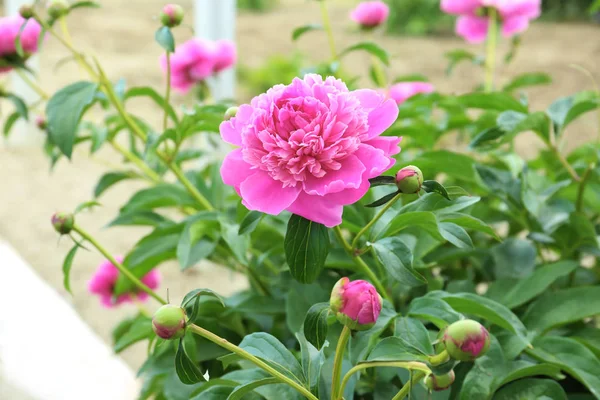 Peonie che crescono in giardino — Foto Stock