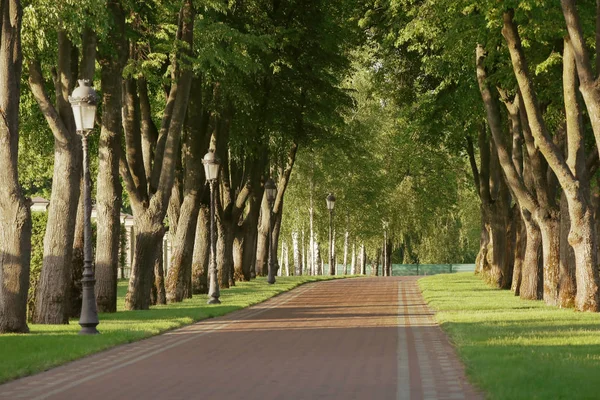 Zelený park alej za denního světla — Stock fotografie