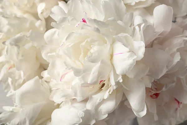 Bouquet of beautiful peonies, closeup — Stock Photo, Image