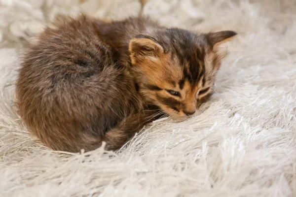Cute little kitten sleeping on furry rug at home — Stock Photo, Image