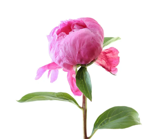 Bellissimo fiore di peonia su sfondo bianco — Foto Stock