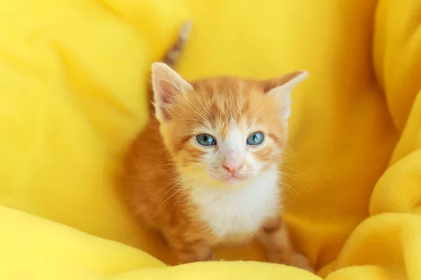 Kociak stojący na miękkie plaid w domu — Zdjęcie stockowe