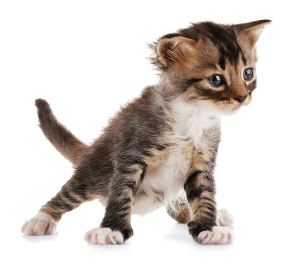 Kitten sitting and looking on the side — Stock Photo, Image