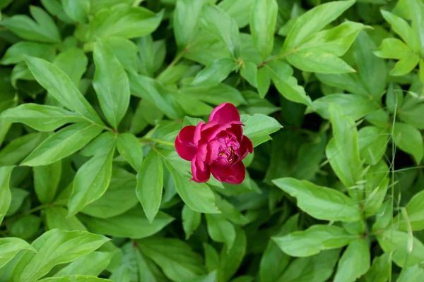 Pioenroos in Tuin, close-up — Stockfoto