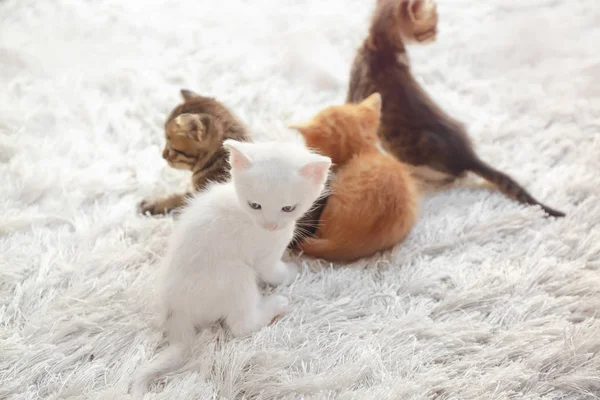Cute little kittens playing on furry rug at home — Stock Photo, Image
