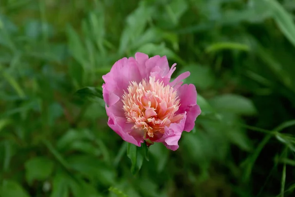 Fiore di peonia in giardino, primo piano — Foto Stock