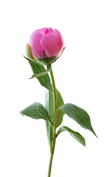 Beautiful peony flower on white background — Stock Photo, Image