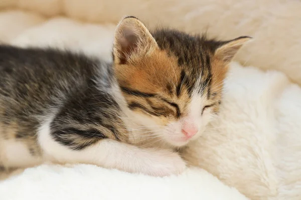 Котенок спит на мягкой клетке дома — стоковое фото