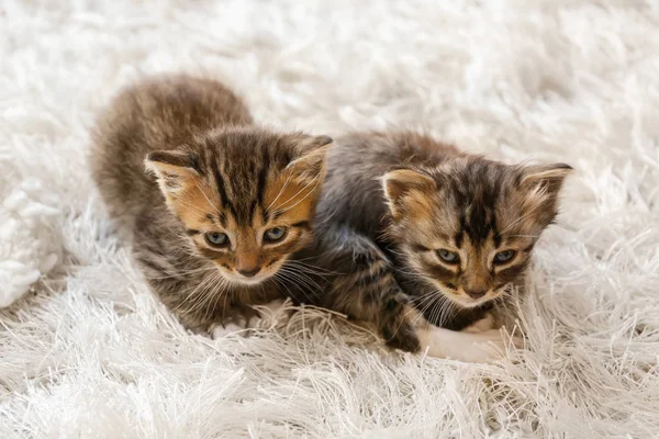 집에서 모피 양탄자에 귀여운 작은 새끼 고양이 — 스톡 사진
