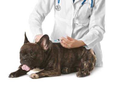 Veteriner Aşı Köpeği 