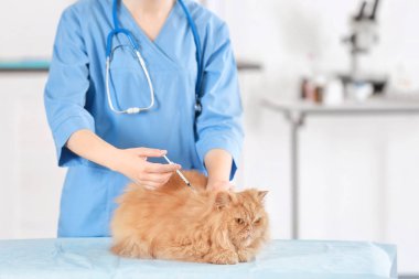 Veteriner telkih kedi