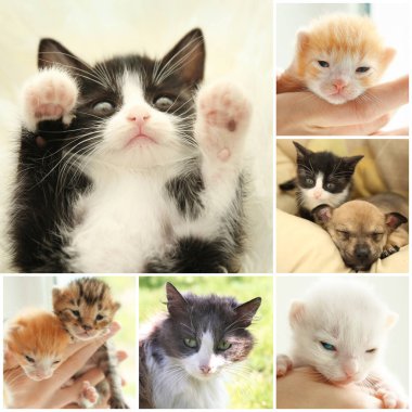 Şirin yavru kedi ile kolaj 