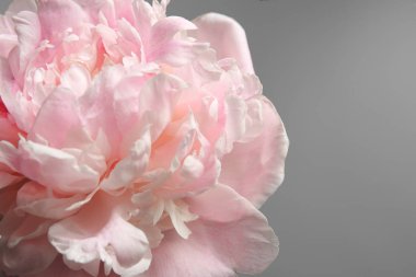 güzel Şakayık çiçeği 