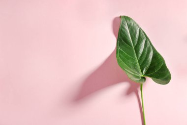 yeşil tropikal yaprak  