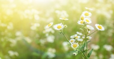 güzel papatya çiçeği