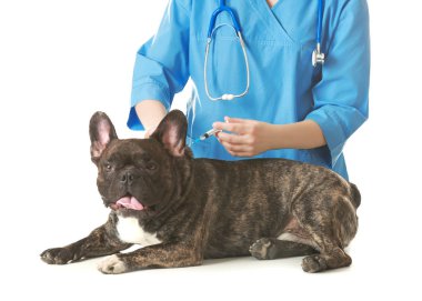 Veteriner Aşı Köpeği 