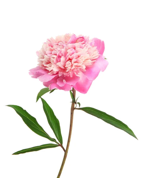 Bellissimo fiore di peonia — Foto Stock