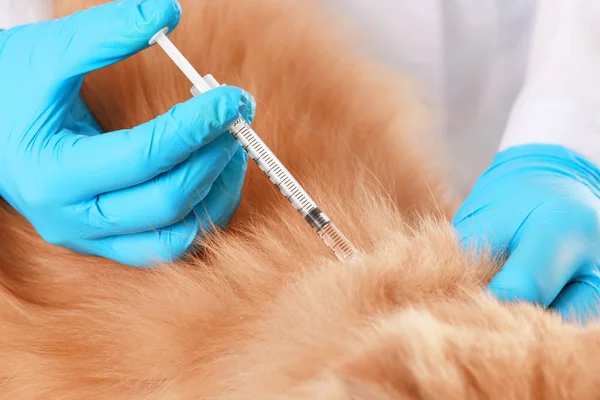 Veterinarian vaccinating cat