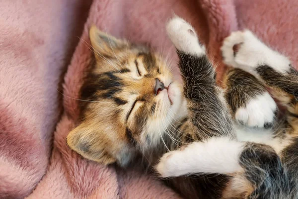 Mignon petit chaton couché — Photo