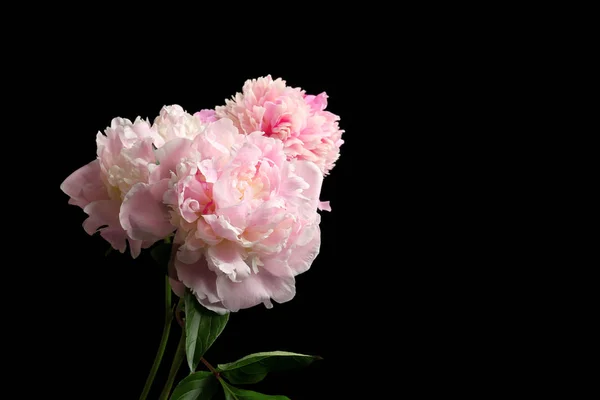 Belles fleurs de pivoine — Photo