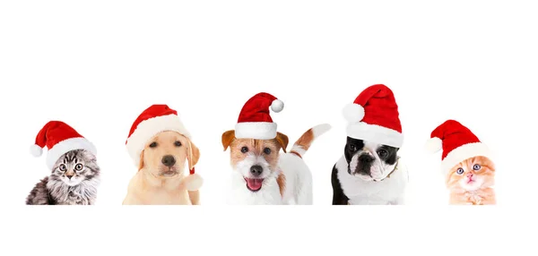 Funny pets in Santa hats — Stock Photo, Image