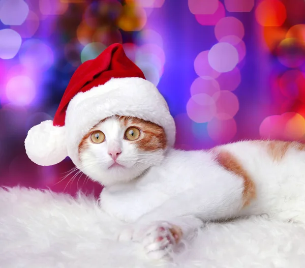 Mignon chat dans santa chapeau — Photo