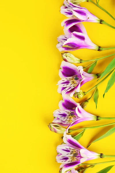 Güzel leylak alstroemeria 