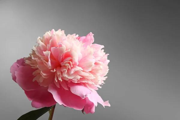 Bellissimo fiore di peonia — Foto Stock