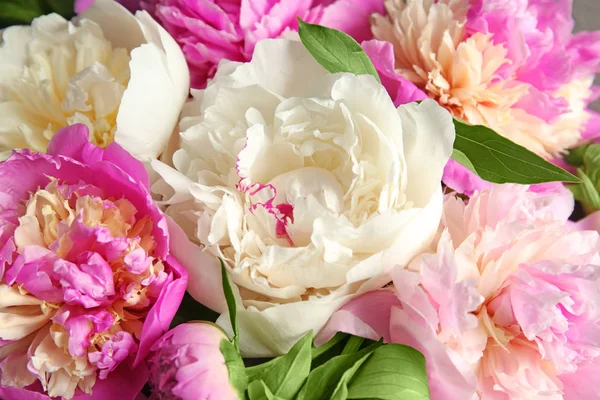 Mooie peony bloemen — Stockfoto