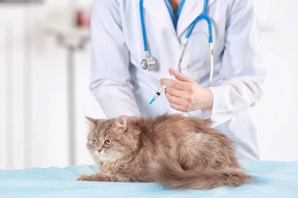 Ветеринарная вакцинация кошки — стоковое фото
