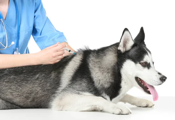 Dierenarts vaccinerend husky hond — Stockfoto
