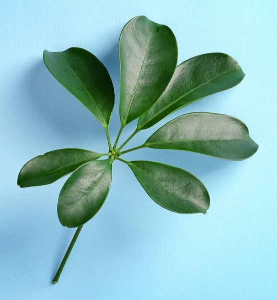 Gröna tropiska blad — Stockfoto