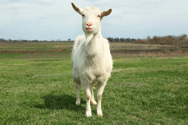 White goat on green meadow — Stock Photo, Image