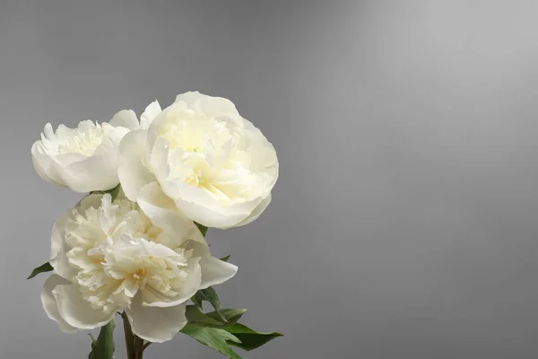 Beautiful peony flowers — Stock Photo, Image